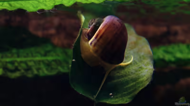 Aquarien mit Apfelschnecken (Einrichtungsbeispiele Ampullariidae)