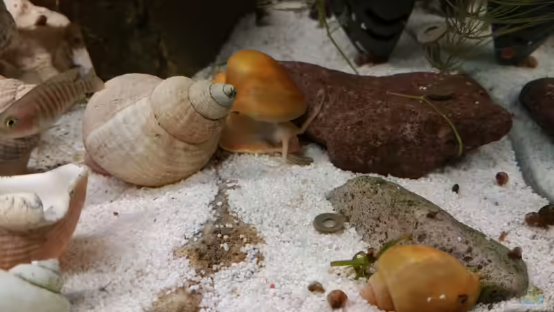 Apfelschnecke am  Futtern  von Dukes Aquaristikexperimente (15)