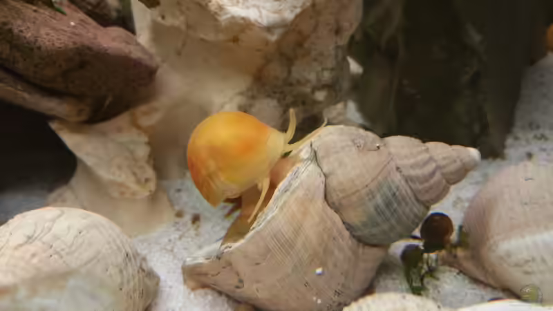 Apfelschnecke auf der Wanderung  von Dukes Aquaristikexperimente (11)