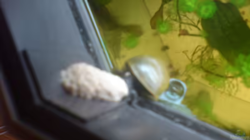 Apfelschnecke beim bau eines Geleges von Manuel Brandt (37)