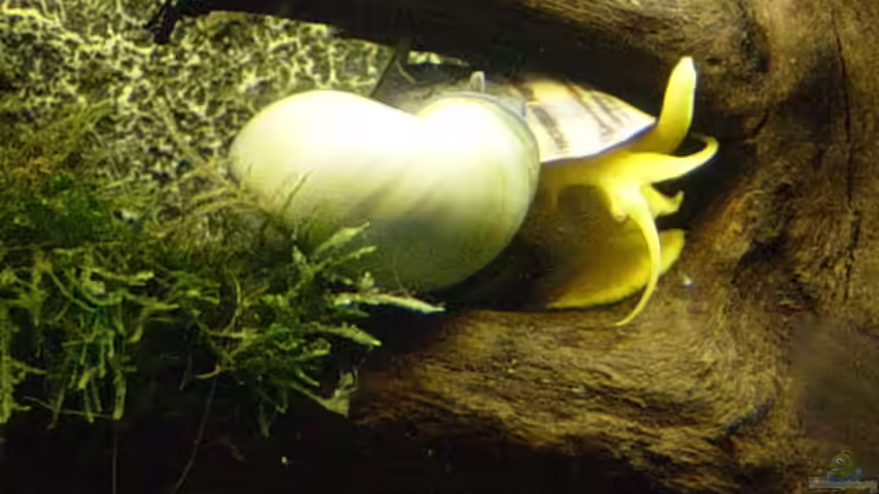 Apfelschnecke blau li. und braun re. von The_Lizardking (39)