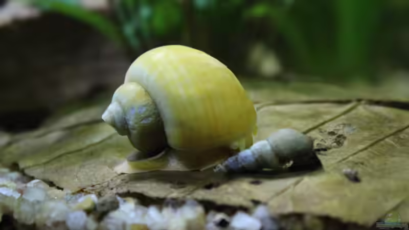 Apfelschnecke,geib und Turmdeckelschnecke von Ottche (172)