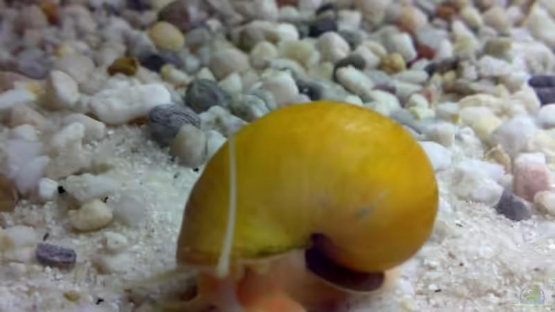 Apfelschnecke ´Gerry´ von Thomas Höppner (12)