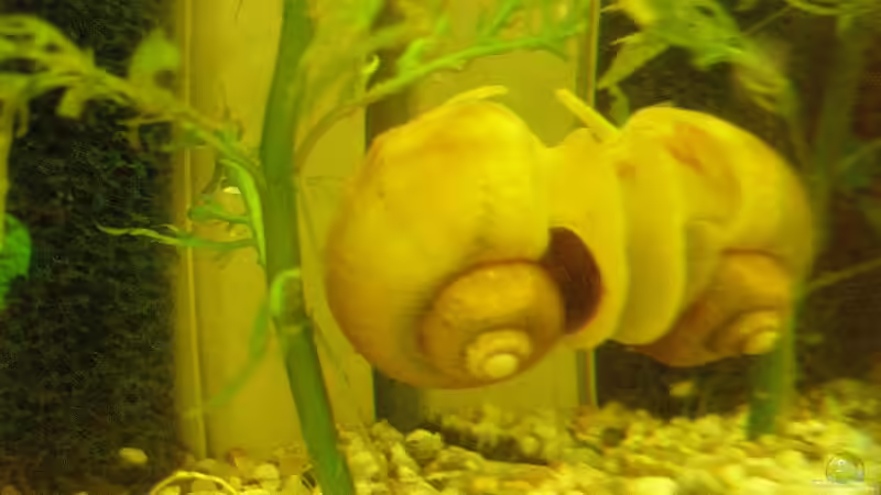 Apfelschnecke Gold von Maja Knodel (23)