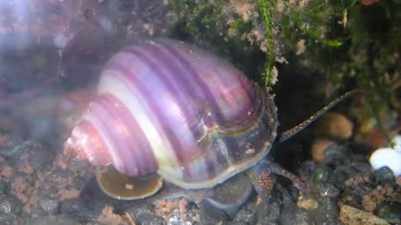 Apfelschnecke lila von Christina Geßner (9)