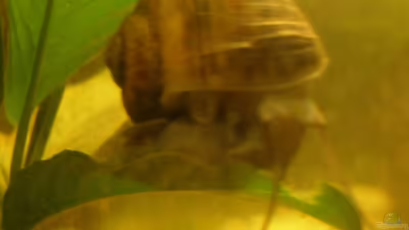 Apfelschnecke Natur von Maja Knodel (19)