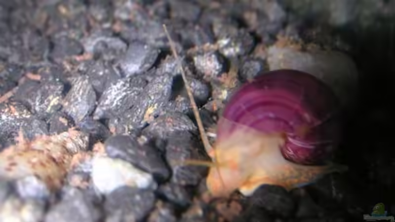 Apfelschnecke rosa von Christina Geßner (8)