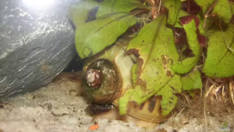 Apfelschnecke vom 11.02.2009 von Steffen Wenzel (20)