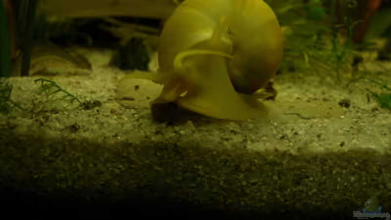 Apfelschnecke von Alexander Eckel (16)