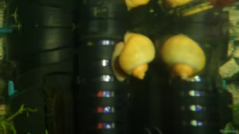 apfelschnecke von Andre Schumacher (34)