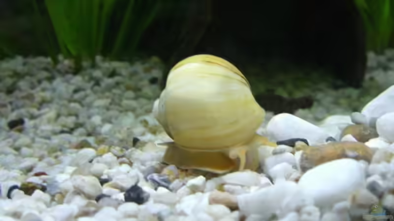 Apfelschnecke von Andreas Sauer (6)