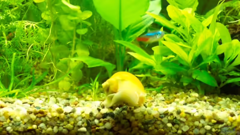 Apfelschnecke von BerlinKowgirl (11)