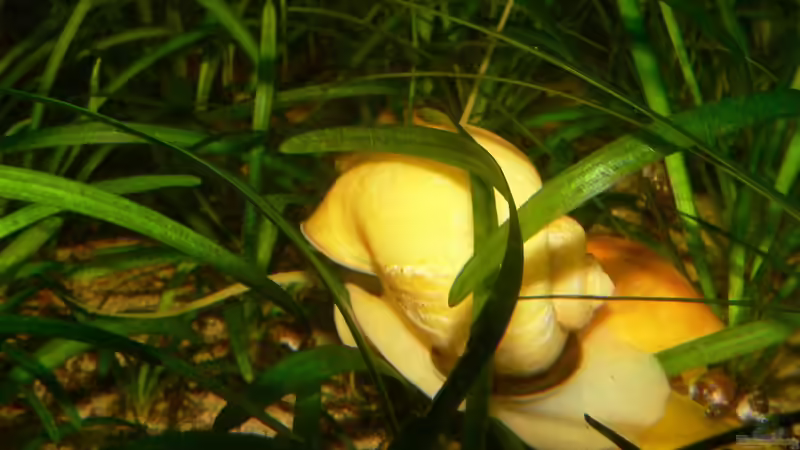 Apfelschnecke von derflo (7)