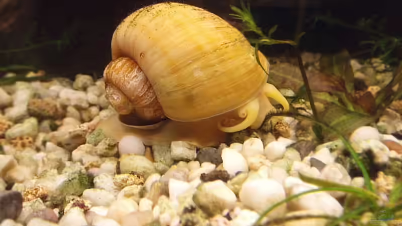 Apfelschnecke von Jason (42)