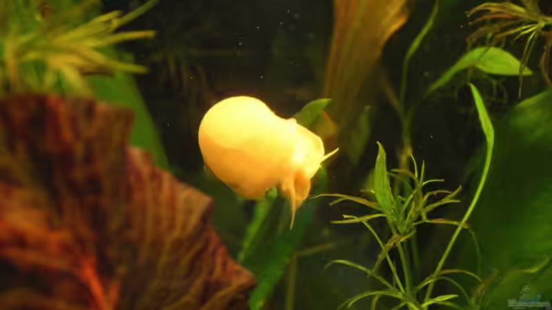 Apfelschnecke von Kamenko (44)