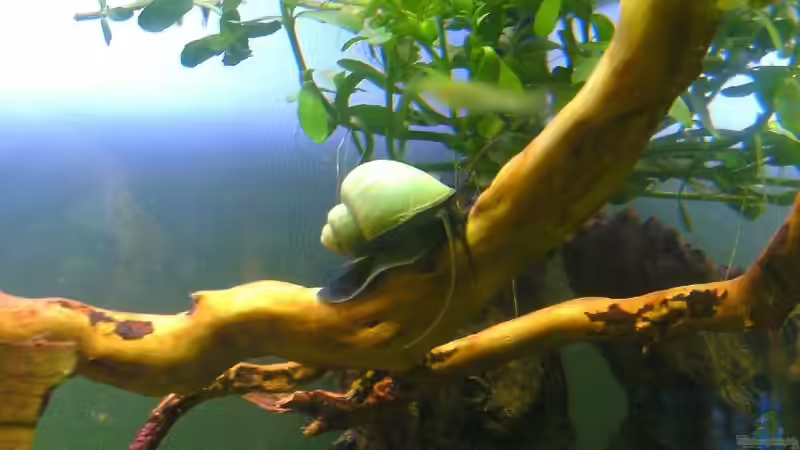 Apfelschnecke von Leluka (4)