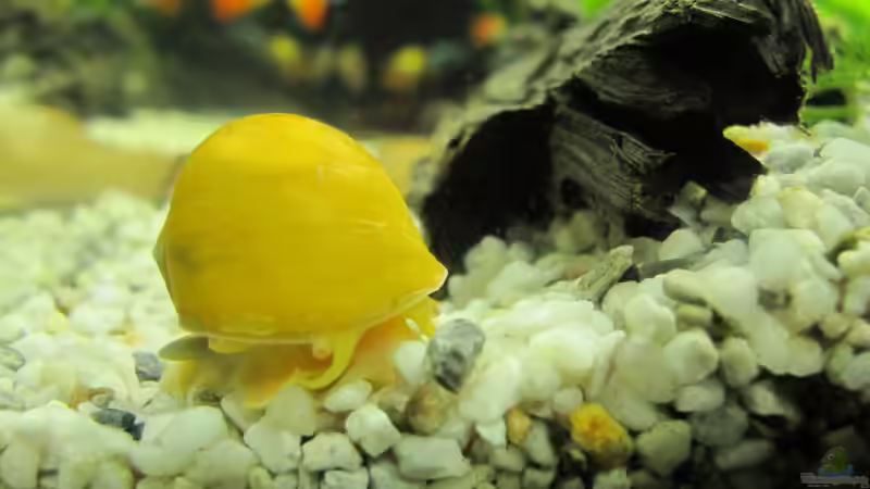 Apfelschnecke von Locke1992 (19)