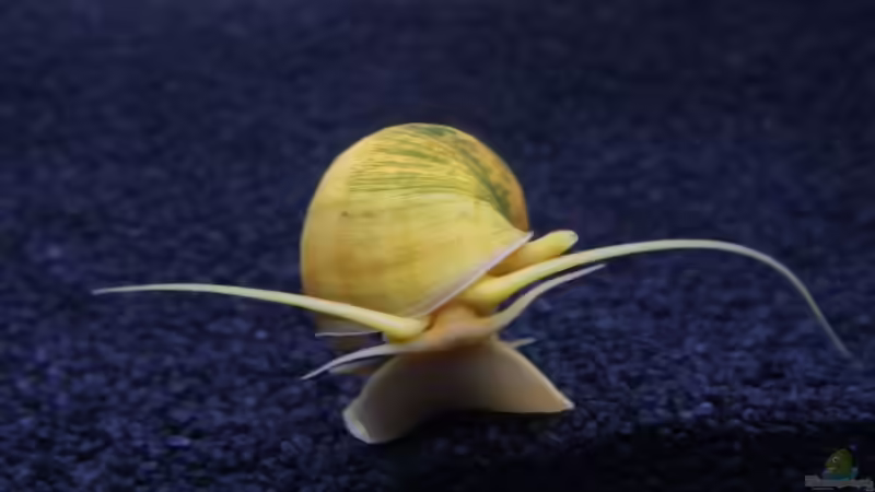 Apfelschnecke von Nicki83 (14)