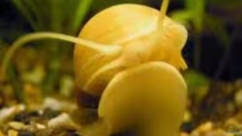 Apfelschnecke von qmman (10)