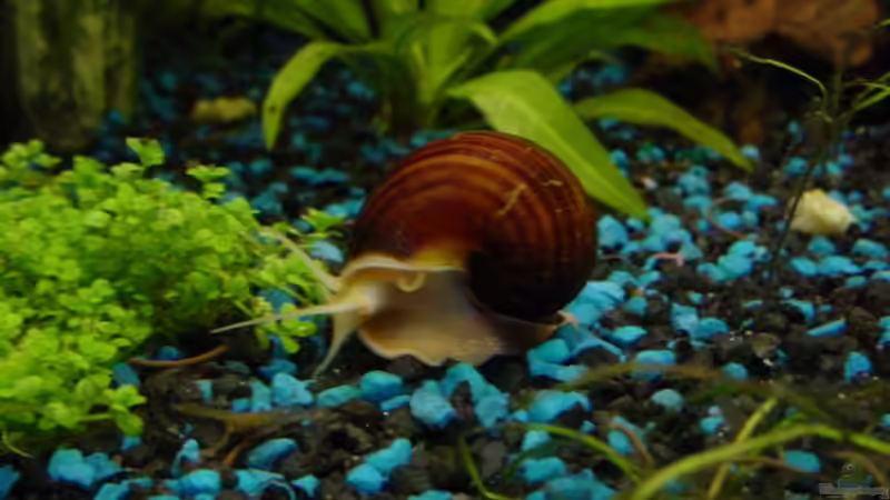 Apfelschnecke von Sabine Stark (29)