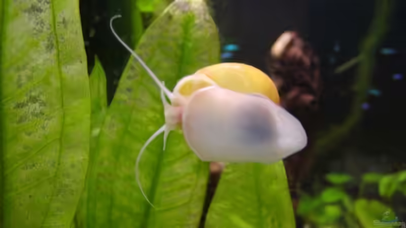 Apfelschnecke von Stefan Danner (17)