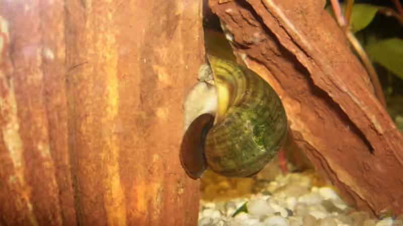 Apfelschnecke von Steffen Wenzel (8)