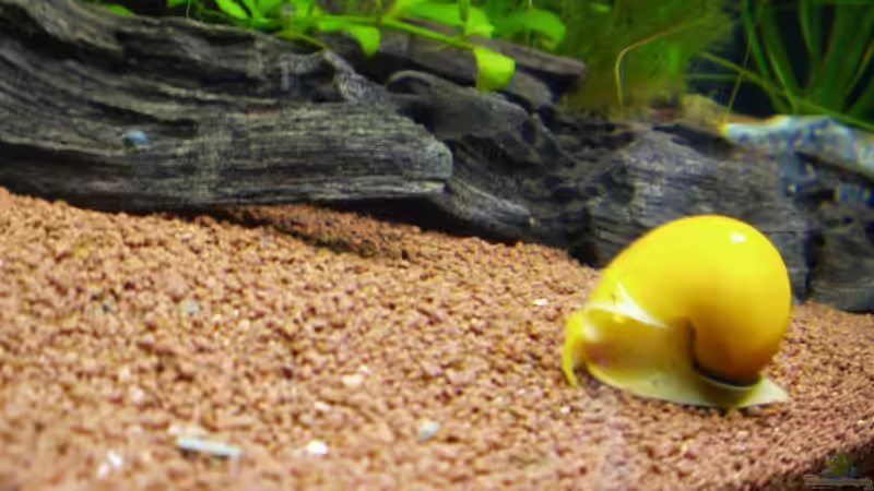 Apfelschnecke von sternenbanner (11)