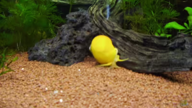 Apfelschnecke von sternenbanner (12)