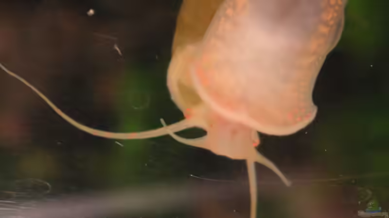 Apfelschnecke von Sterni317 (5)