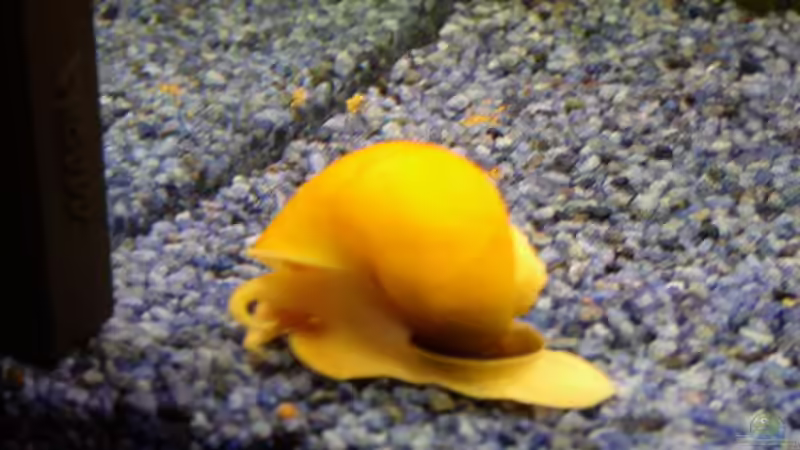 Apfelschnecke von Stonedman (21)