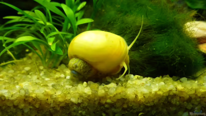 Apfelschnecke von tanja4 (18)