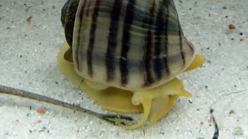 Apfelschnecke von The_Lizardking (35)