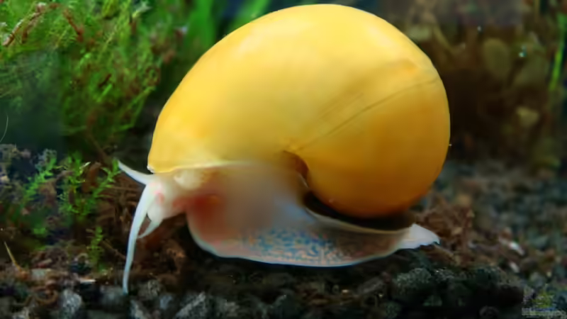Aquarien mit Apfelschnecken (Einrichtungsbeispiele Ampullariidae)