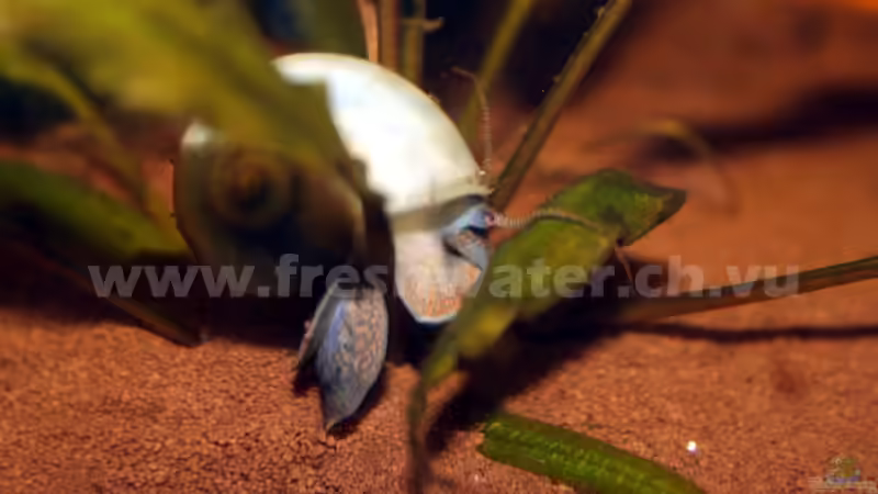 Aquarien mit Apfelschnecken (Einrichtungsbeispiele Ampullariidae)
