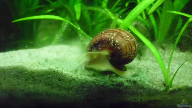 Aquarien mit Apfelschnecken (Einrichtungsbeispiele Ampullariidae)