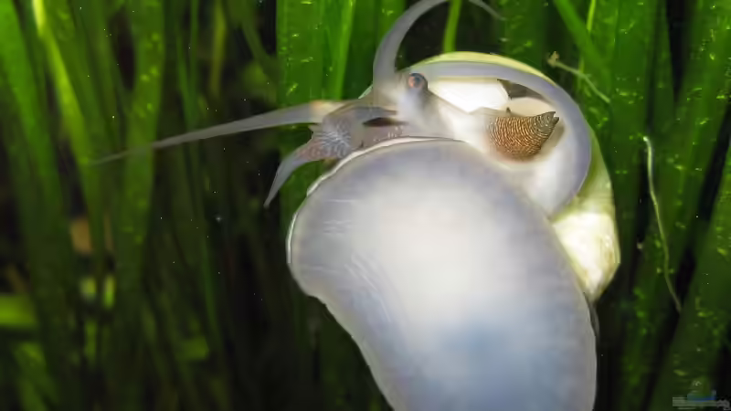 Aquarien mit Apfelschnecken (Einrichtungsbeispiele Ampullariidae)