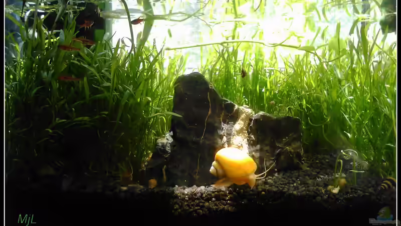 Aquarien mit Apfelschnecken (Einrichtungsbeispiele Ampullariidae)