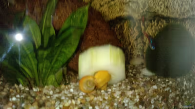 Aquarien mit Apfelschnecken (Einrichtungsbeispiele Ampullariidae)