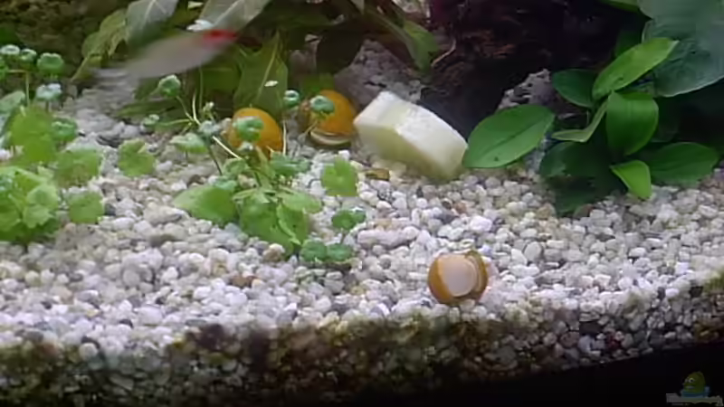 Apfelschnecken mit Gurkenscheibe von Matthias Schuster (5)