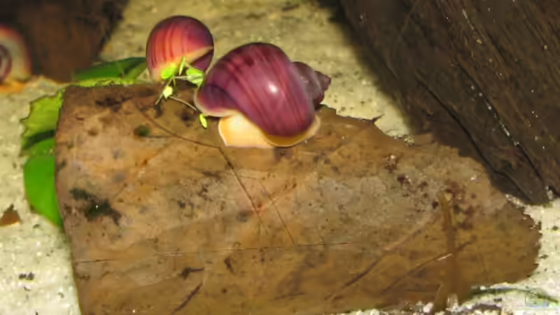 Apfelschnecken (noch halbwüchsig) von gezina (10)