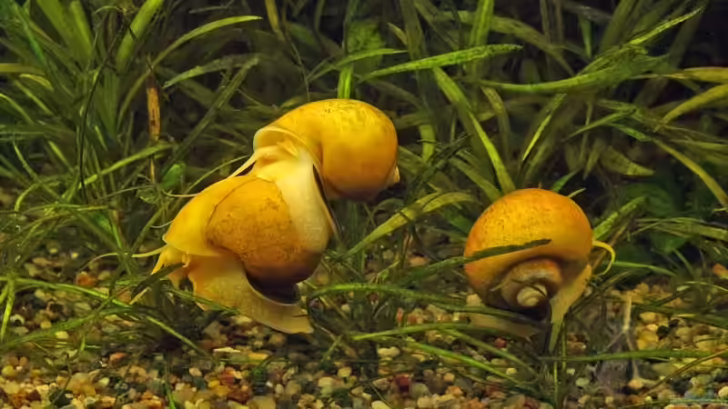 Aquarien mit Apfelschnecken (Einrichtungsbeispiele Ampullariidae)