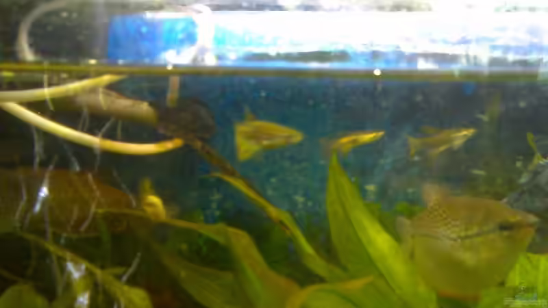 Aphanius fasciatus von Thomas Müller (12)