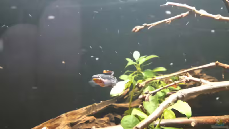 Aphosemion Männchen  von Fichte (11)