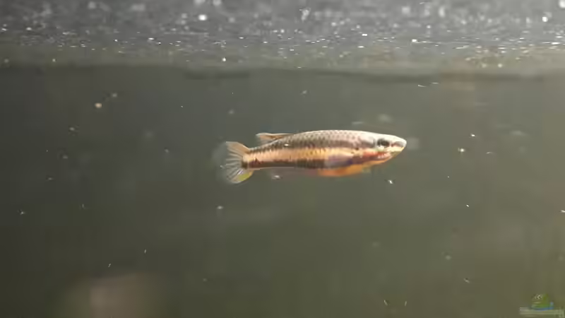 Aphosemion Weibchen  von Fichte (8)