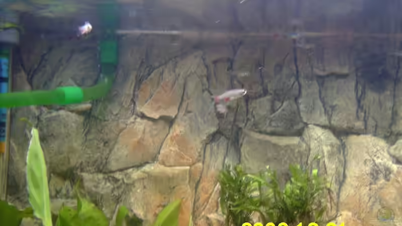 aphychorax anisitsii von Angelika König (6)