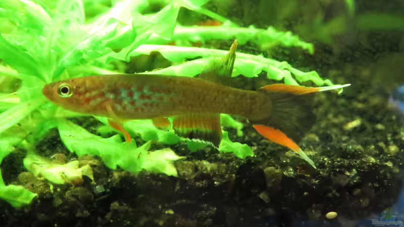 Aphyiosemion australe ´Cap Esterias´ von misch (16)