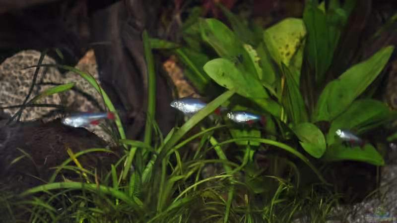 Aphyocharax anisitsi - Schwarmbildung von Deino (36)