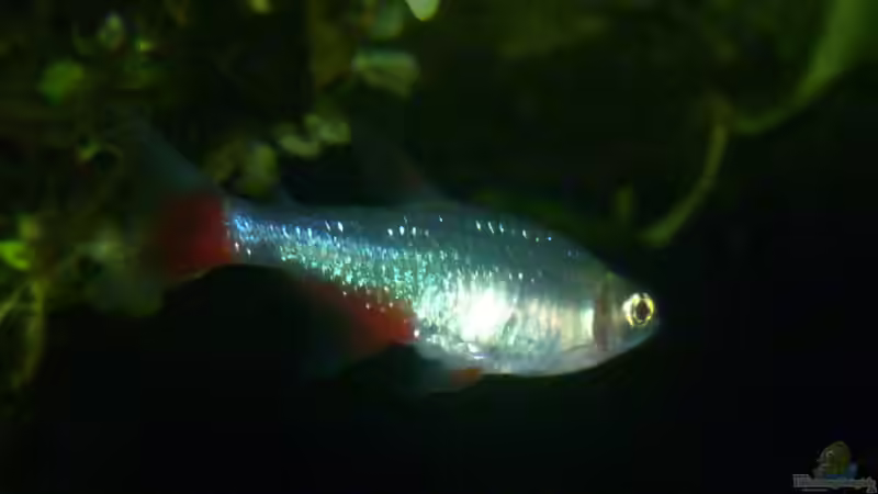 Aphyocharax anisitsi - Weibchen von Deino (35)