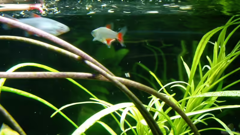 Aphyocharax anisitsi (Rotflossensalmer). Ein munterer Schwarmfisch der obersten Wasserregion. In seiner Farbenpracht dem Hemigrammus bleheri (Rotkopfsalmler) nicht nachstehend. Nach meiner Meinung ein leider ´vergessener Salmler´! von Reiner Dr. Med. Jesse (77)