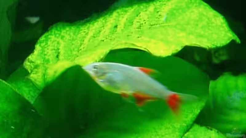 Aphyocharax anisitsi (Rotflossensalmler) von Reiner Dr. Med. Jesse (76)